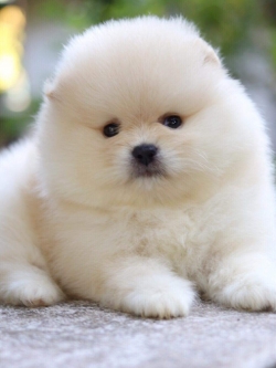 ปอมเมอเรเนียน เพศผู้