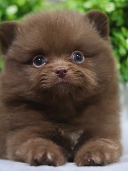 ปอมเมอเรเนียน เพศผู้