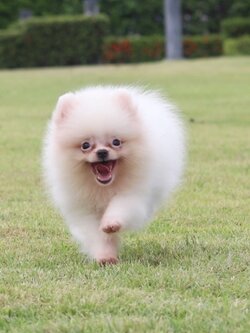 ปอมเมอเรเนียน เพศเมียสีขาวครีม