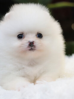 ปอมเมอเรเนียน เพศผู้ขาว หน้าตุ๊กตา