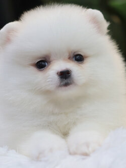 ปอมเมอเรเนียน เพศเมียสีขาว ขนแน่น