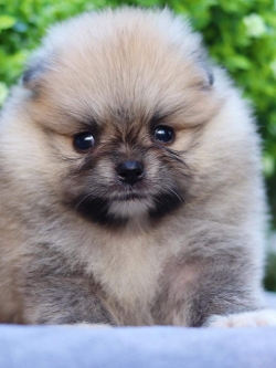 ปอมเมอเรเนียน เพศผู้