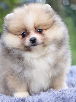 ปอมเมอเรเนียน เพศเมีย