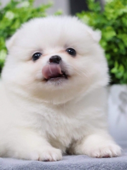 ปอมเมอเรเนียน เพศผู้