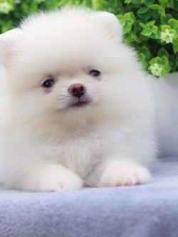 ปอมเมอเรเนียน เพศเมีย