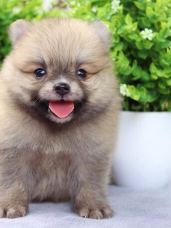 ปอมเมอเรเนียน เพศผู้