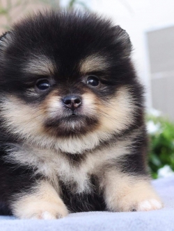 ปอมเมอเรเนียน เพศเมีย