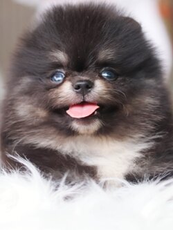 ปอมเมอเรเนียน เพศผู้ สีแบล็คแทน