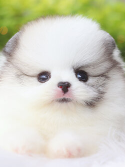 ปอมเมอเรเนียน เพศผู้สีแฟนซีเกรดโชว์