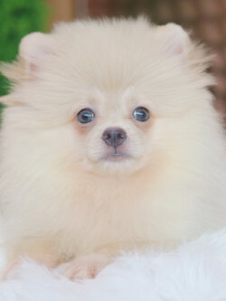 ปอมเมอเรเนียน เพศผู้สีขาวครีม