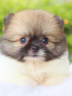 ปอมเมอเรเนียน เพศเมียสีแฟนซี