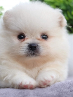 ปอมเมอเรเนียน เพศผู้