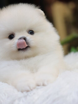 ปอมเมอเรเนียน เพศเมียเกรดโชว์