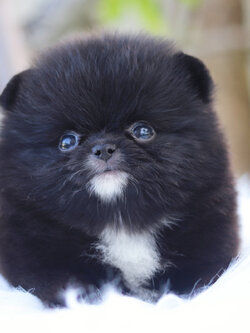 ปอมเมอเรเนียน เพศเมียสีดำ