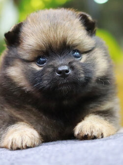 ปอมเมอเรเนียน เพศเมีย