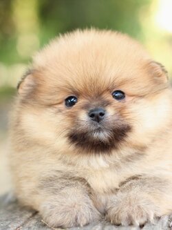 ปอมเมอเรเนียน เพศผู้ส้ม ขนแน่นๆ