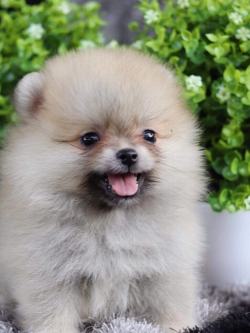 ปอมเมอเรเนียน เพศผู้