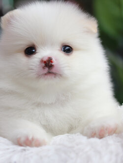 ปอมเมอเรเนียน เพศผู้ สีขาวหน้าฟ็อก ติดครีมตรงหู