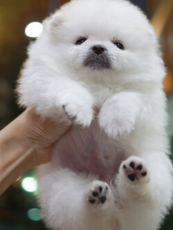 ปอมเมอเรเนียน เพศเมียขาว