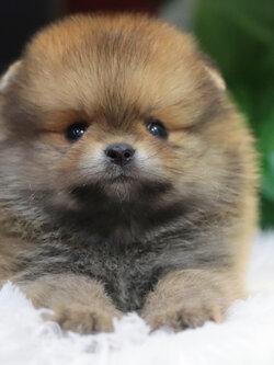 ปอมเมอเรเนียน เพศผู้สีส้ม ขนแน่น