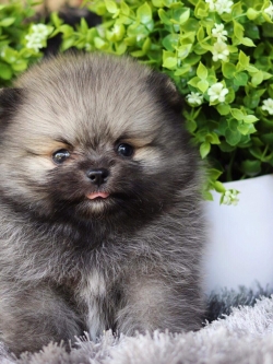 ปอมเมอเรเนียน เพศผู้