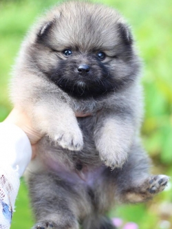 ปอมเมอเรเนียน เพศผู้