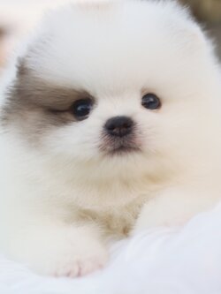 ปอมเมอเรเนียน เพศผู้สีแฟนซี