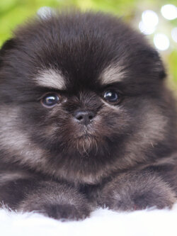 ปอมเมอเรเนียน เพศผู้ สีแบล็คแทน