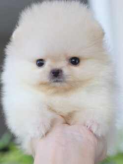 ปอมเมอเรเนียน เพศเมียสีขาวครีม ทีคัพ