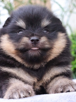 ปอมเมอเรเนียน เพศผู้