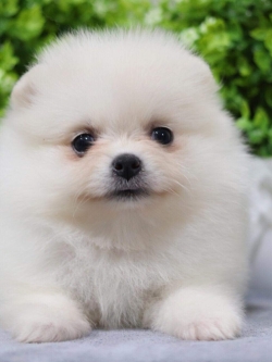 ปอมเมอเรเนียน เพศเมีย