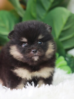 ปอมเมอเรเนียน เพศผู้ แบล็คแทน