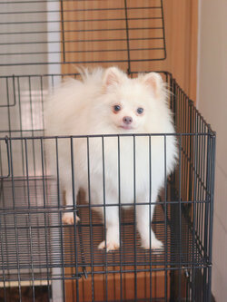 ปอมเมอเรเนียน เพศผู้สีขาวครีม 5 เดือน