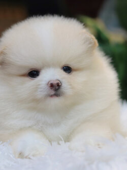 ปอมเมอเรเนียน เพศเมียสีขาวครีม สายเลือดดี