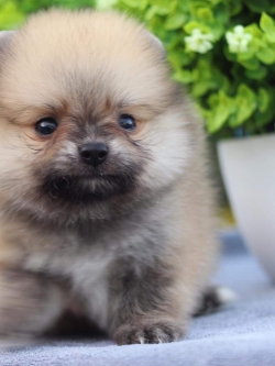 ปอมเมอเรเนียน เพศผู้