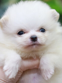 ปอมเมอเรเนียน เพศเมีย ขาว ทีคัพ