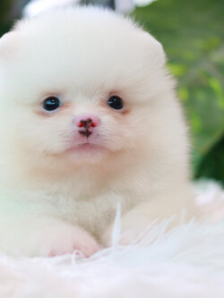 ปอมเมอเรเนียน เพศผู้ สีขาวสำลีหน้าฟ็อก