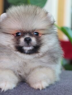 ปอมเมอเรเนียน เพศผู้ สีส้ม ขนแน่นหน้าตุ๊กตา