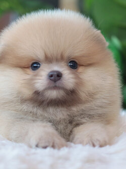 ปอมเมอเรเนียน เพศผู้สีส้ม