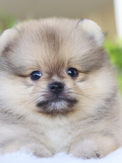 ปอมเมอเรเนียน เพศผู้สีส้ม