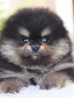 ปอมเมอเรเนียน เพศผู้ สีแบล็คแทน เกรดโชว์