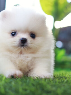 ปอมเมอเรเนียน เพศเมีย ขาวครีม