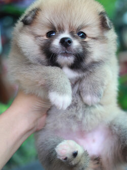 ปอมเมอเรเนียน เพศเมีย