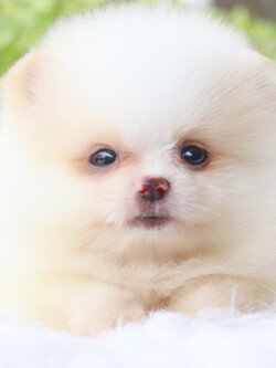 ปอมเมอเรเนียน เพศเมียสีขาวครีม