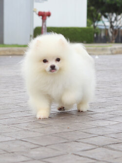 ปอมเมอเรเนียน เพศผู้สีขาวครีม