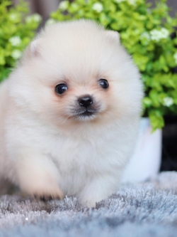 ปอมเมอเรเนียน เพศผู้