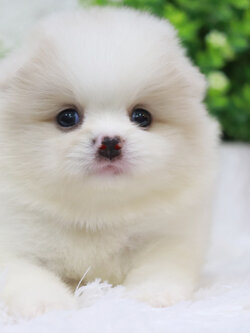 ปอมเมอเรเนียน เพศเมีย ขาวครีม