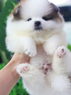 ปอมเมอเรเนียน เพศผู้แฟนซี