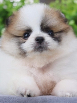 ปอมเมอเรเนียน เพศเมีย