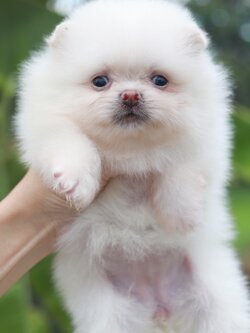 ปอมเมอเรเนียน เพศเมียสีขาวครีม